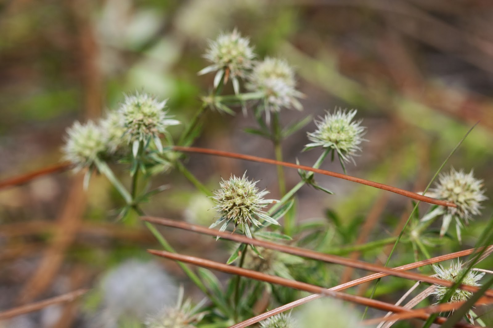 Native Florida Wildflowers Fragrant Button Snakeroot Eryngium aromaticum