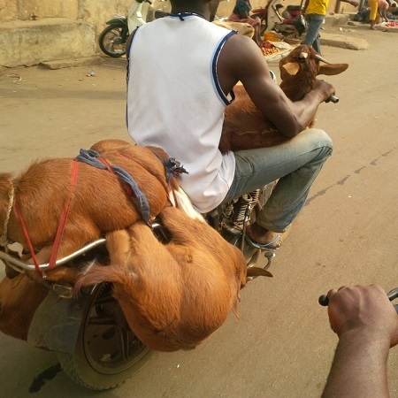 Omg! See How This Okada Man Carried 4 Goats on His Bike in Onitsha (Photos)