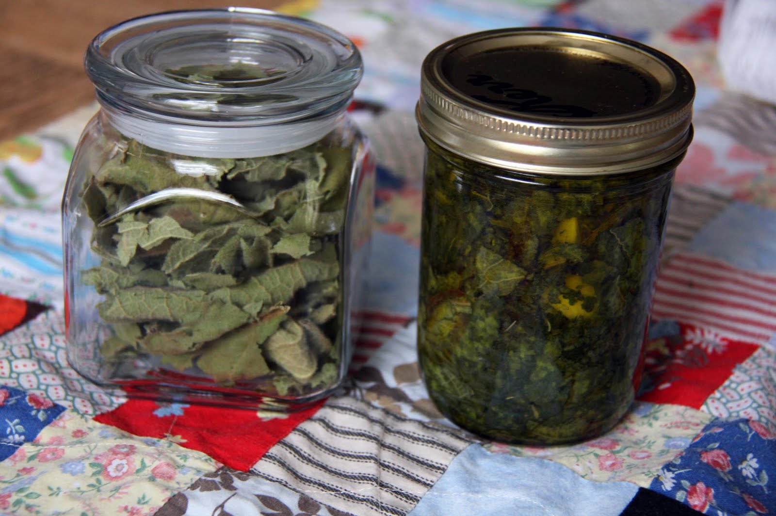 The Creamer Chronicles All about mullein