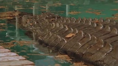 Alligator 1980 en direct