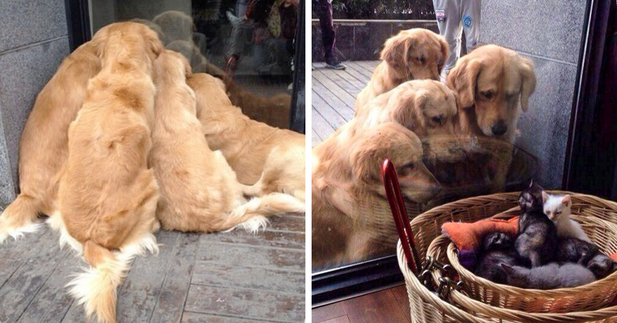 20 Photos Prove That Golden Retrievers Are The Best Dogs In The World