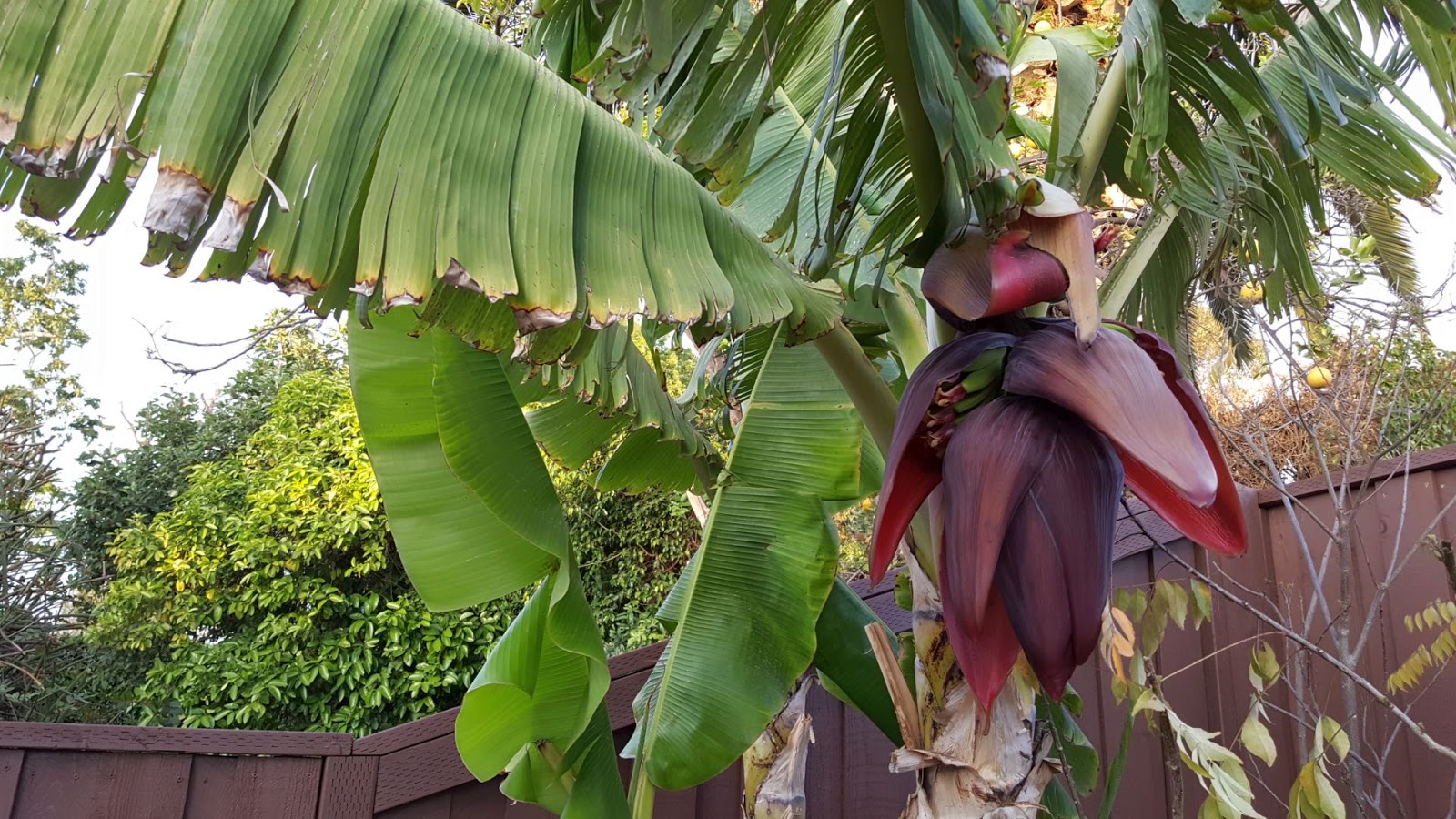 California Gardening Growing Dwarf Bananas In Your Garden Dwarf