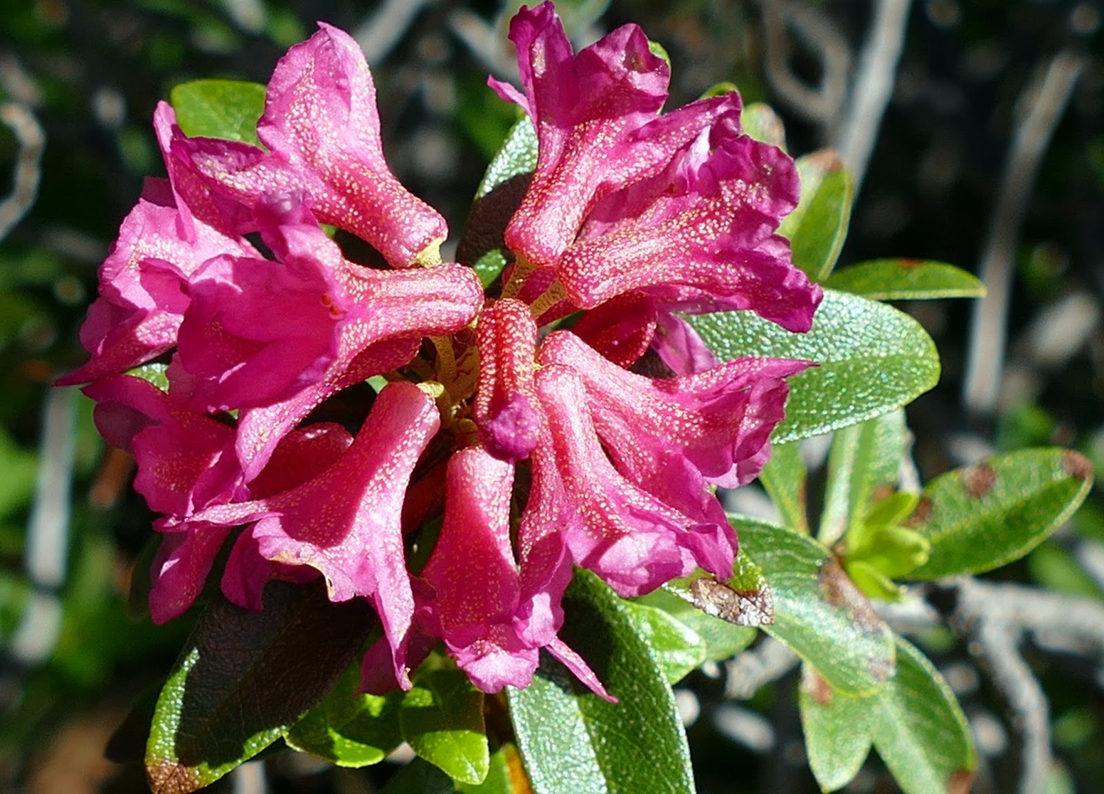 Munich and Company Alpenrose / La rose des Alpes