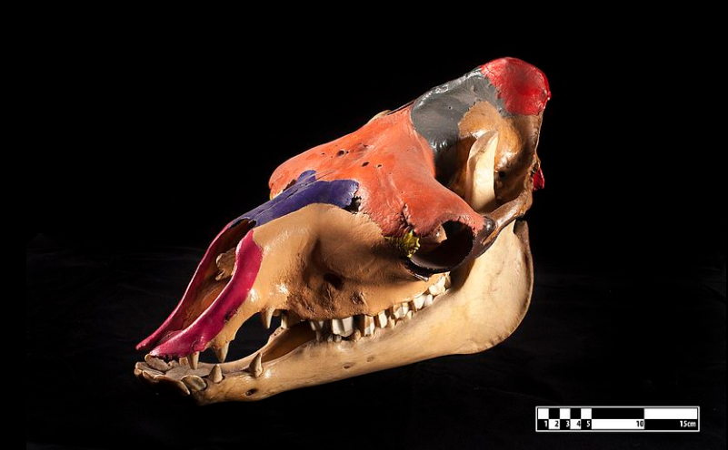 head-horse-anatomy