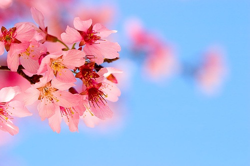Bunga Cherry Blossom