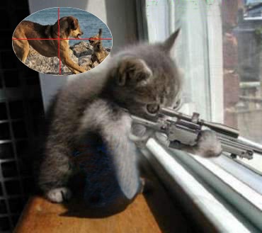 Inilah Alasan Mengapa Kucing Dan Anjing Tidak Bisa Akur - List lengkap