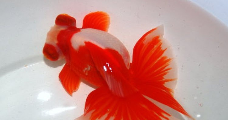 CARA MEMBERI MAKAN IKAN MAS KOKI AGAR SEHAT DAN LINCAH | ANEKA HEWAN