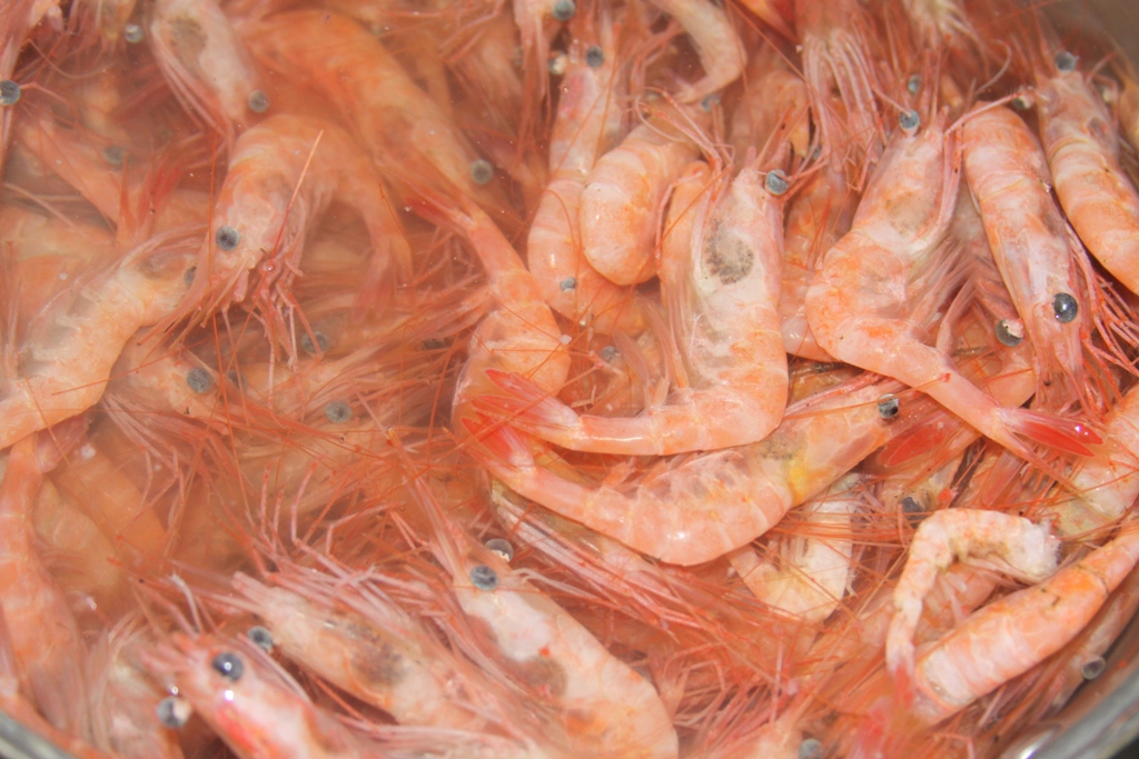 Fresh Maine Shrimp the season comes to an early end