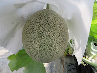 http://blog.higashiyama-f.com/2017/08/2017_5.html