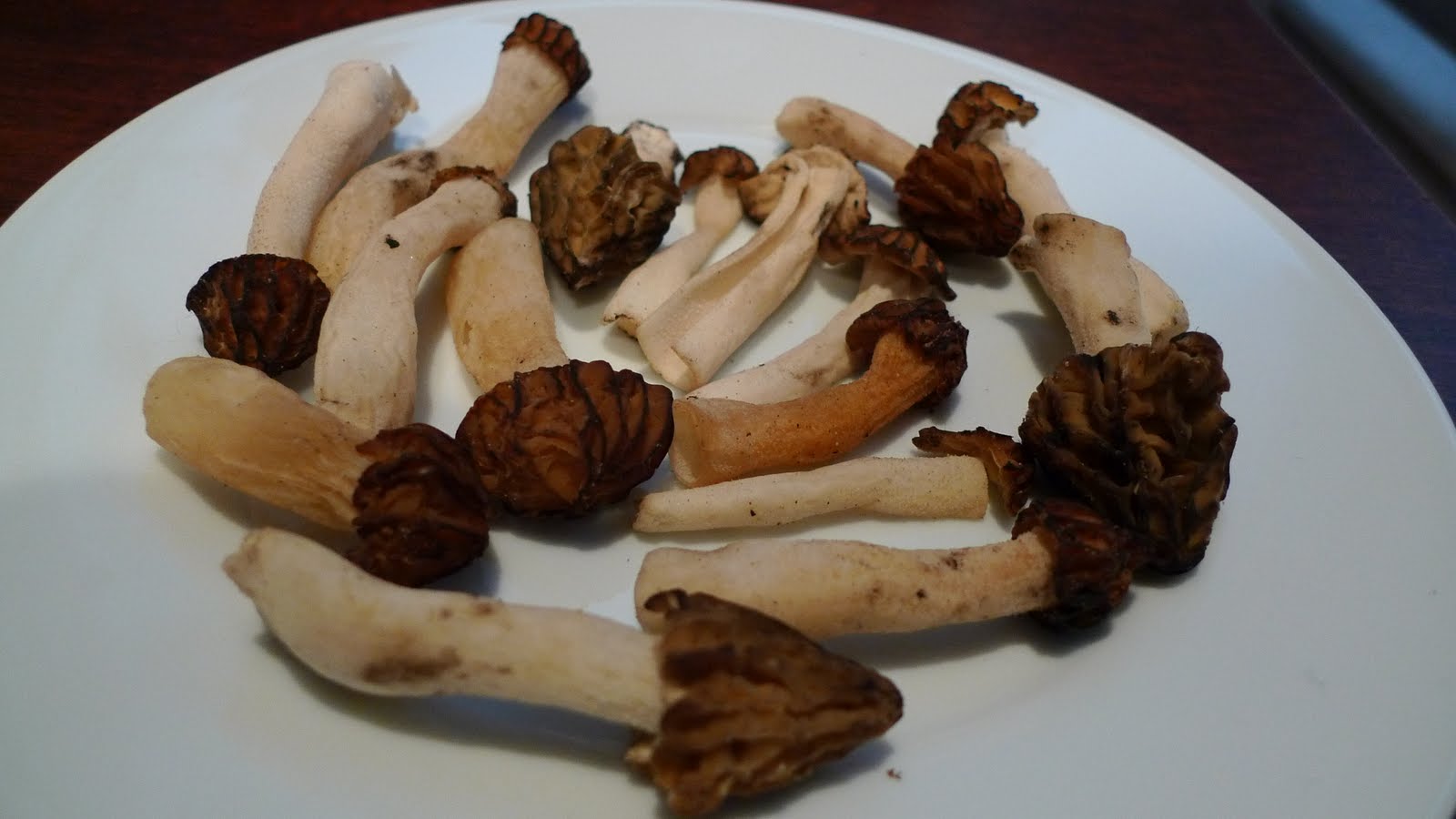 The Spice Doc Mushroom Medicine