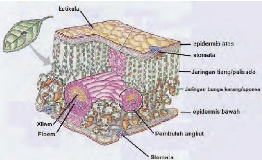 Struktur Dan Fungsi Jaringan Daun Tumbuhan Your Chemistry A