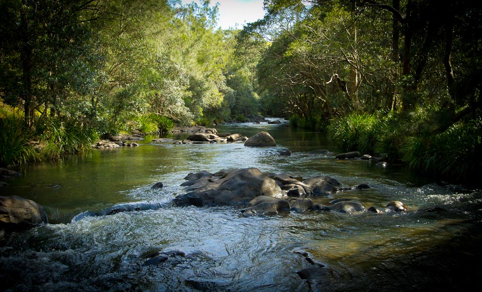 25 DogFriendly Campsites in Australia Australian Dog Lover