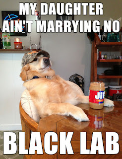 Dog Memes Dog Memes