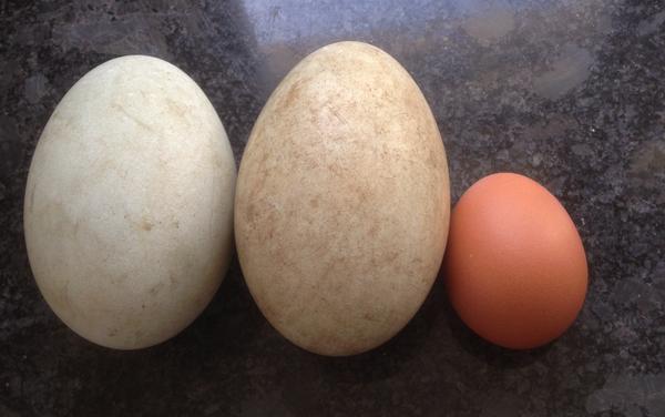 Tales From A Caffeinated Weka Swan Eggs tales-from-a-caffeinated-weka-swan-eggs