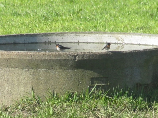 swallows-birds