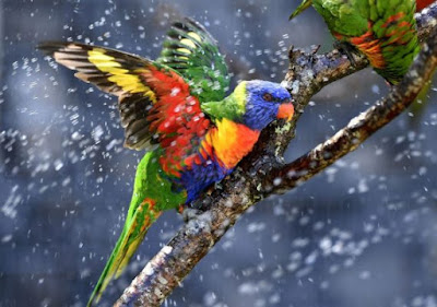 Нова мистерия свързана с Байкал - древен папагал Parrot-in-snow-570x401