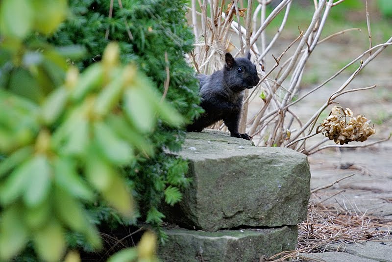 Imagine this Black squirrel