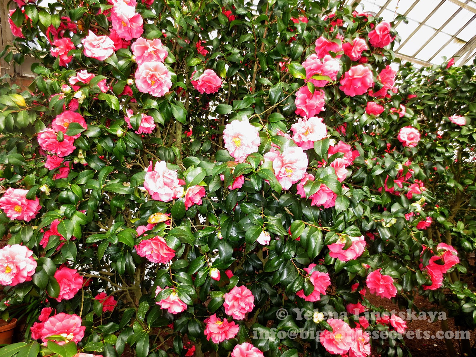 Big Apple Secrets New York Events February March 2015 big-apple-secrets-new-york-events-february-march-2015