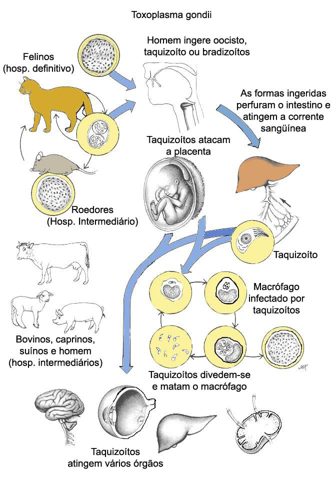 TOXOPLASMOSE