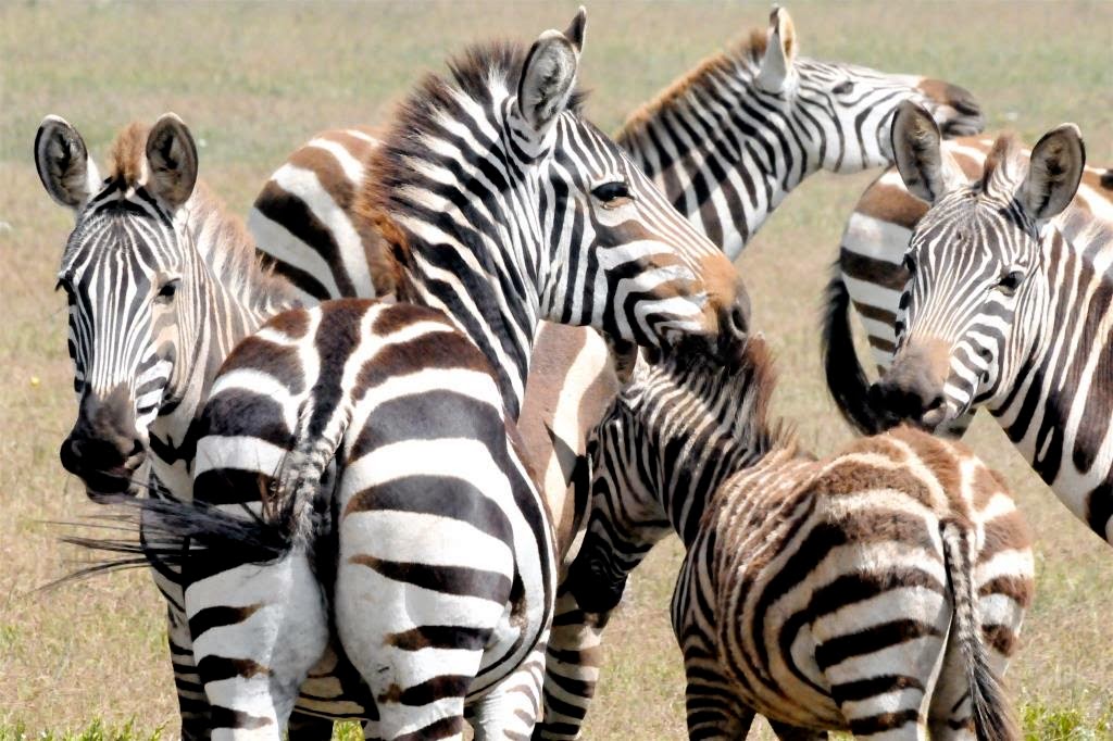Tanzania, safari, zebra's, wildlife, natuur, Afrika, Oost-Afrika, dieren, dierenrijk