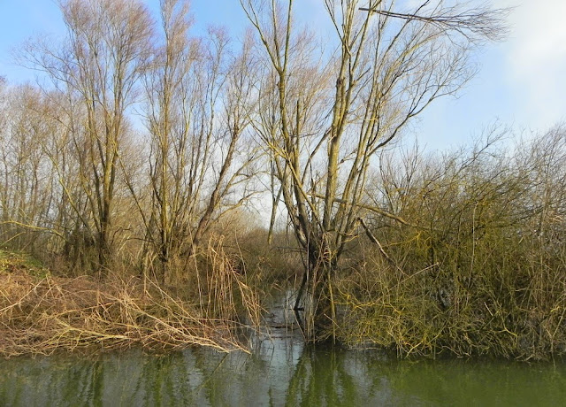 Fig. 28 - Tratto costiero del Trasimeno nell'inverno 2014