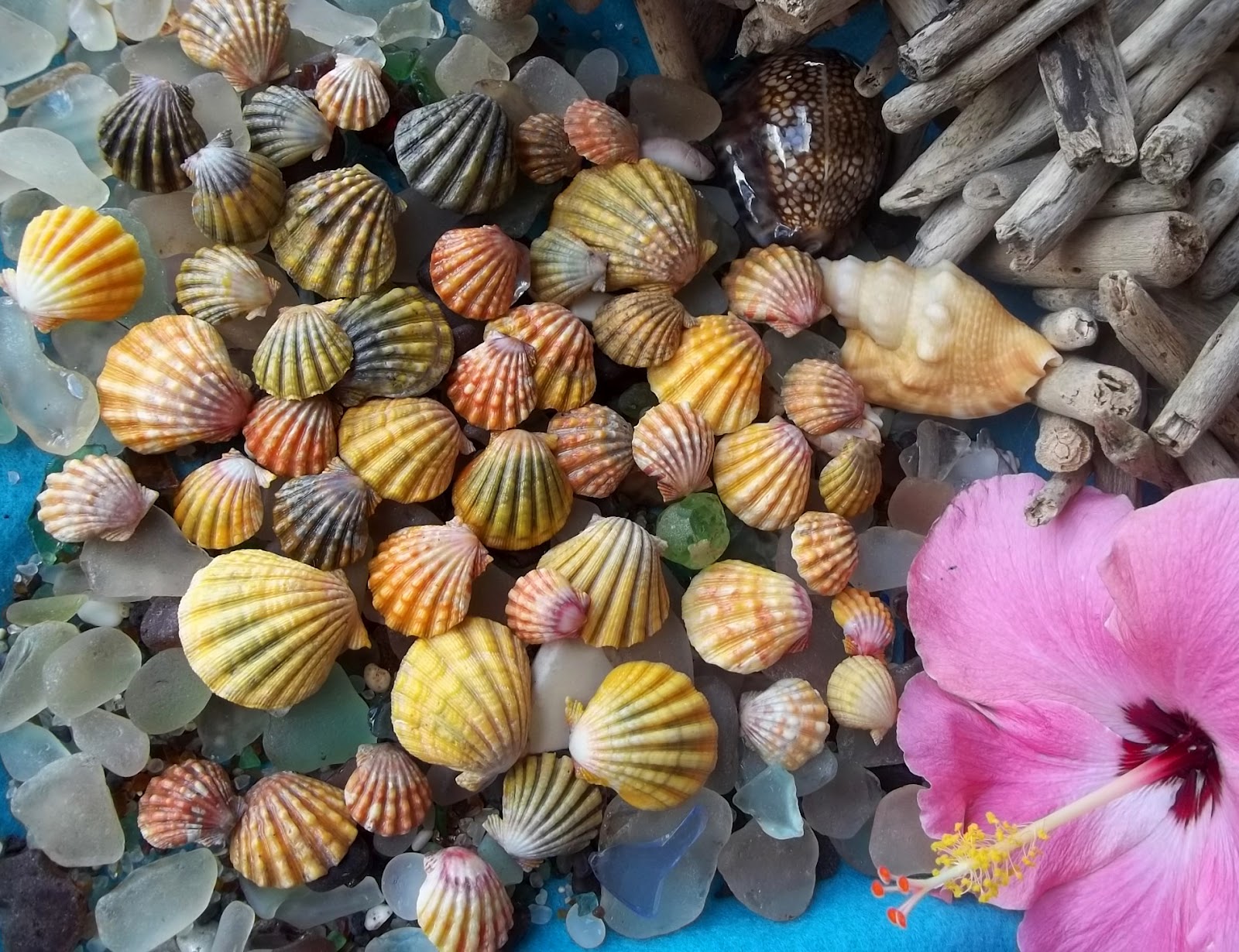 Sunrise Over Kauai Sunrise Shells and Moonrise Shells