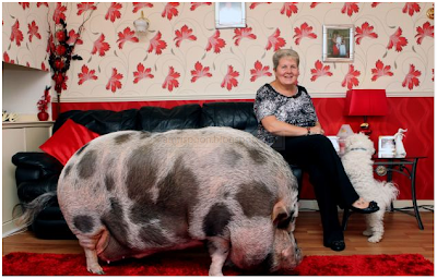 Khinzir Terbesar Didunia - Gaban Comel