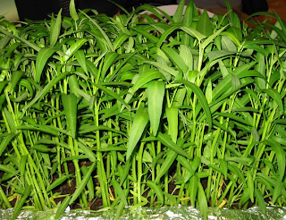  Kangkung merupakan tanaman tahunan yang hidup di daerah tropis maupun subtropis Ciri-Ciri tanaman Kangkung