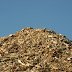 Bedrijven in het gebied Betuwse Bloem willen biomassa verwaarden