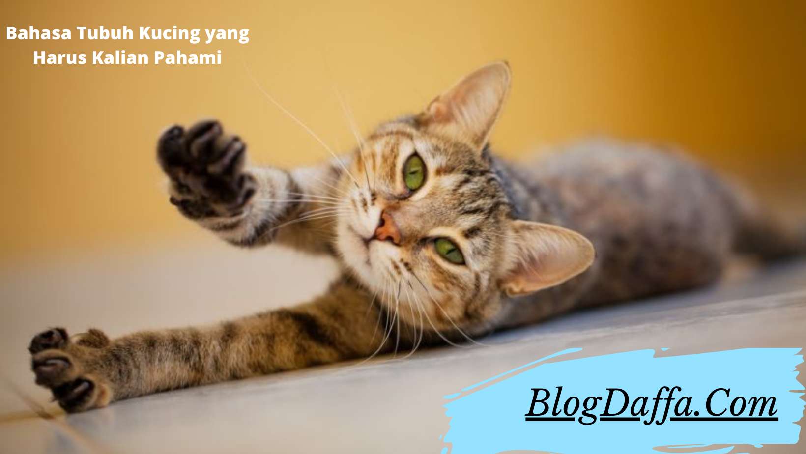 Arti bahasa tubuh kucing Bahasa Tubuh Kucing yang Harus Kalian Pahami