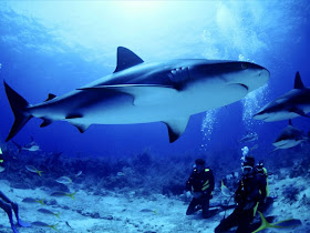 Shark wallpapers