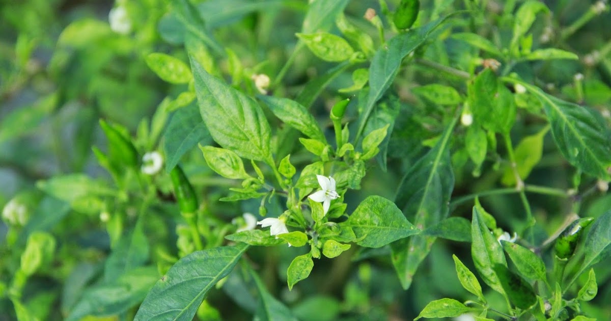 Membuat Tanaman: Deteksi dan Karakterisasi Virus Tanaman