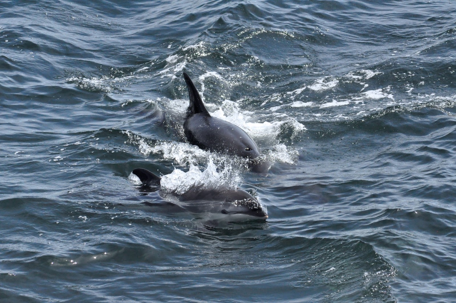 Blue Ocean Society's Whale Sightings: July 31 Atlantic Queen