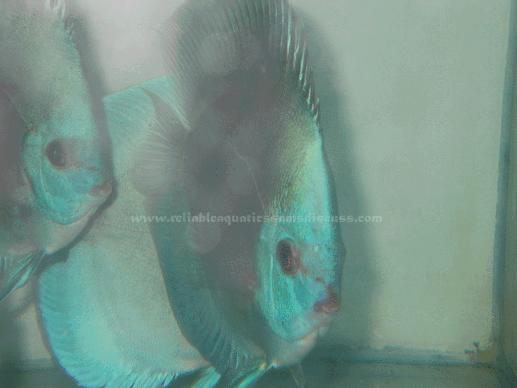 discus, flowerhorn, discus fish food, discus fish breeder, best discus