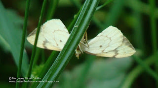 Gandaritis pyraliata DSC140906