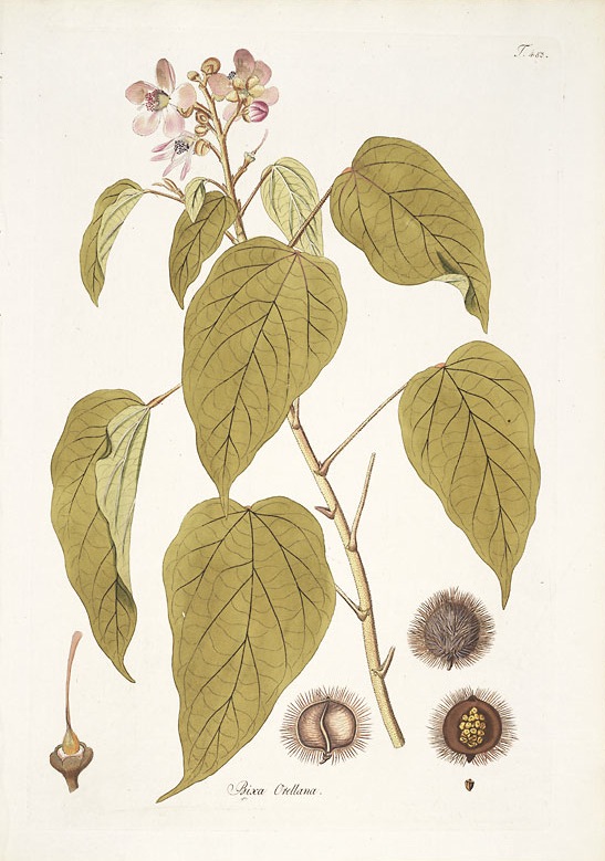 prostatitis drogas naturalistas