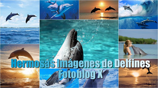 Imágenes y Fotos de Delfines en HD