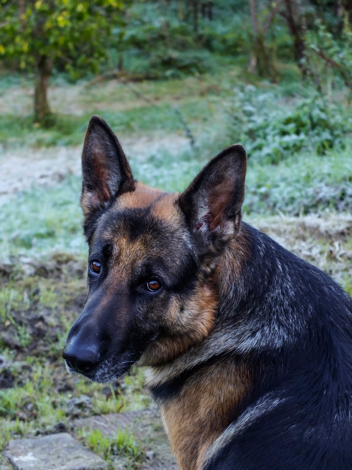 A young German Shepherd Steve looking back at the camera in a frosty garden.