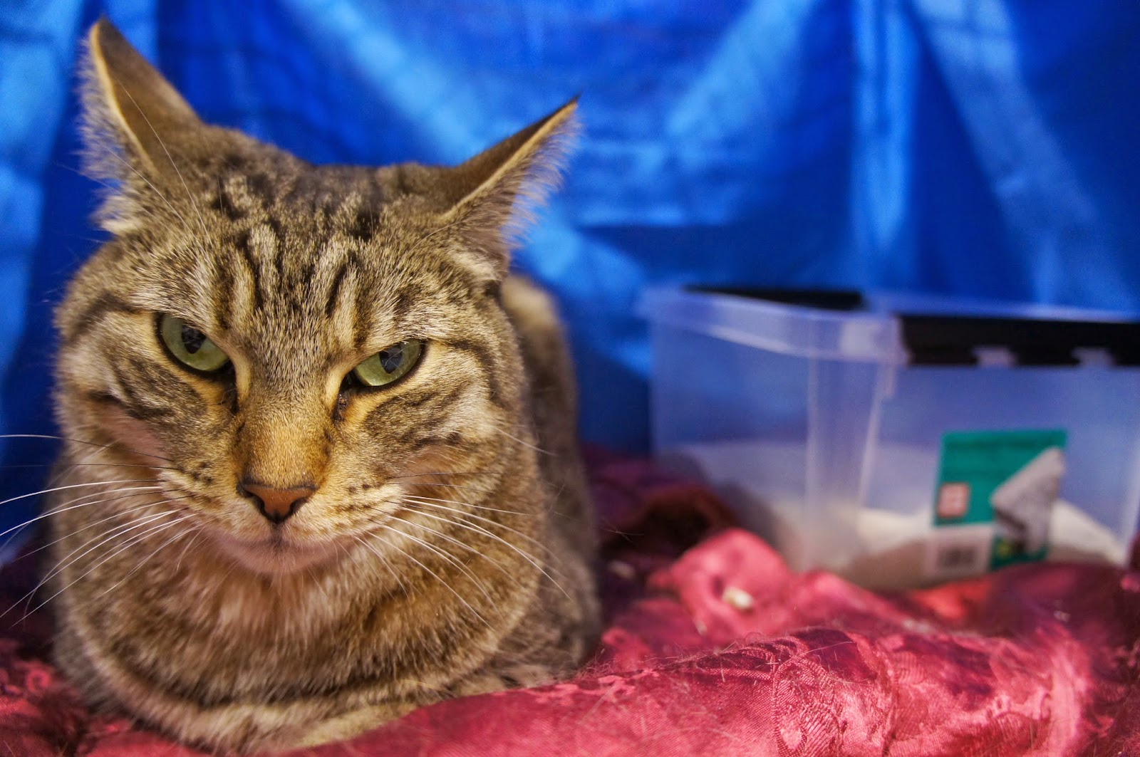 Kissani ovat ihan oikeasti kilttejä - Vielä kerran näyttelystä. - Kisu