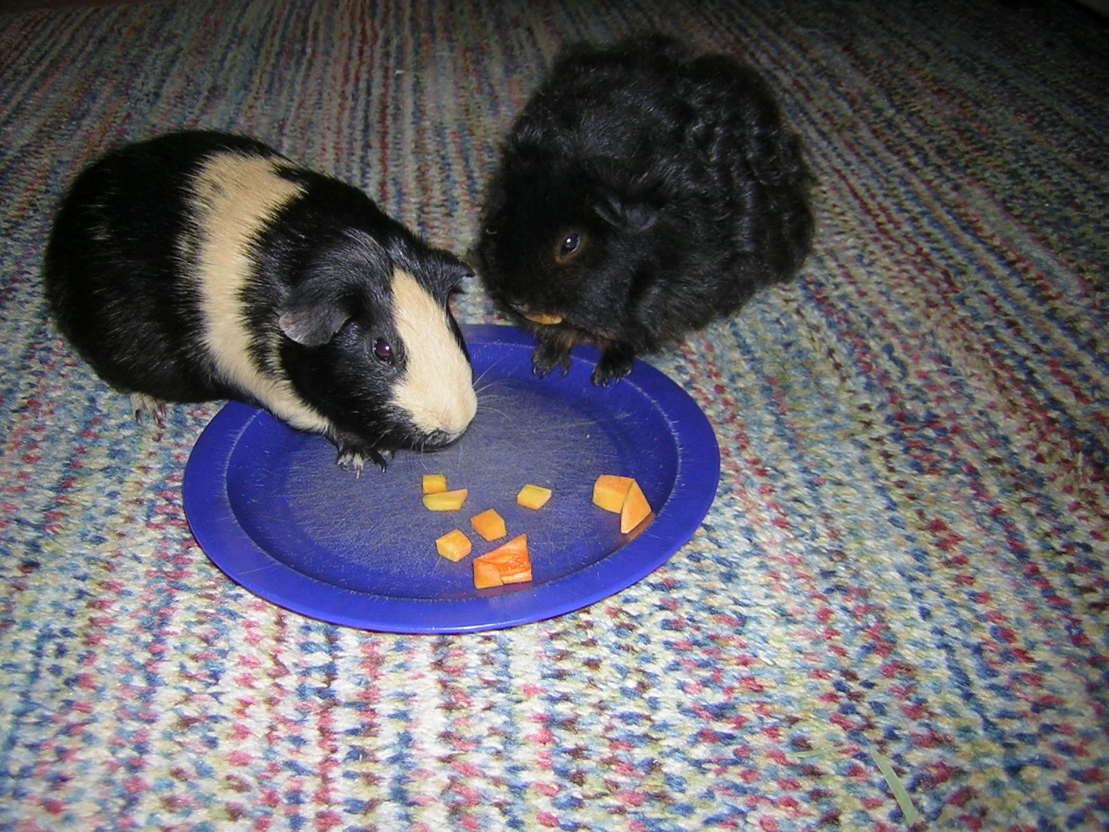 Breathtaking Can Guinea Pigs Eat Butternut Squash Image in 4K