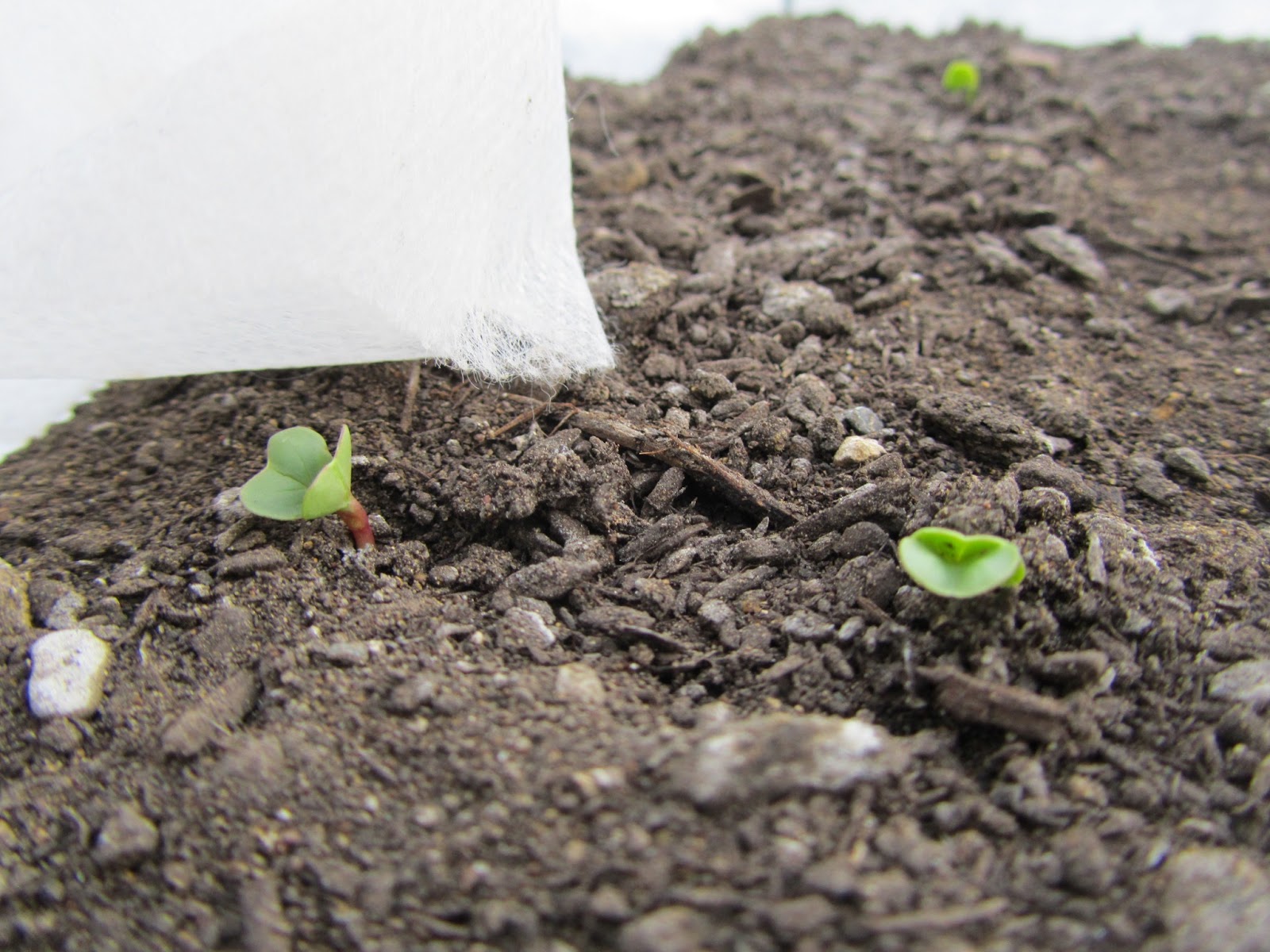 Four Hills of Squash Radish Germination