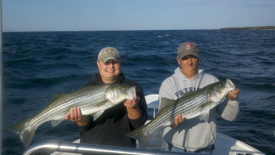 Maine Striper Fishing Charters & Reports Hotline 2076910745 Maine Striper Fishing Report July