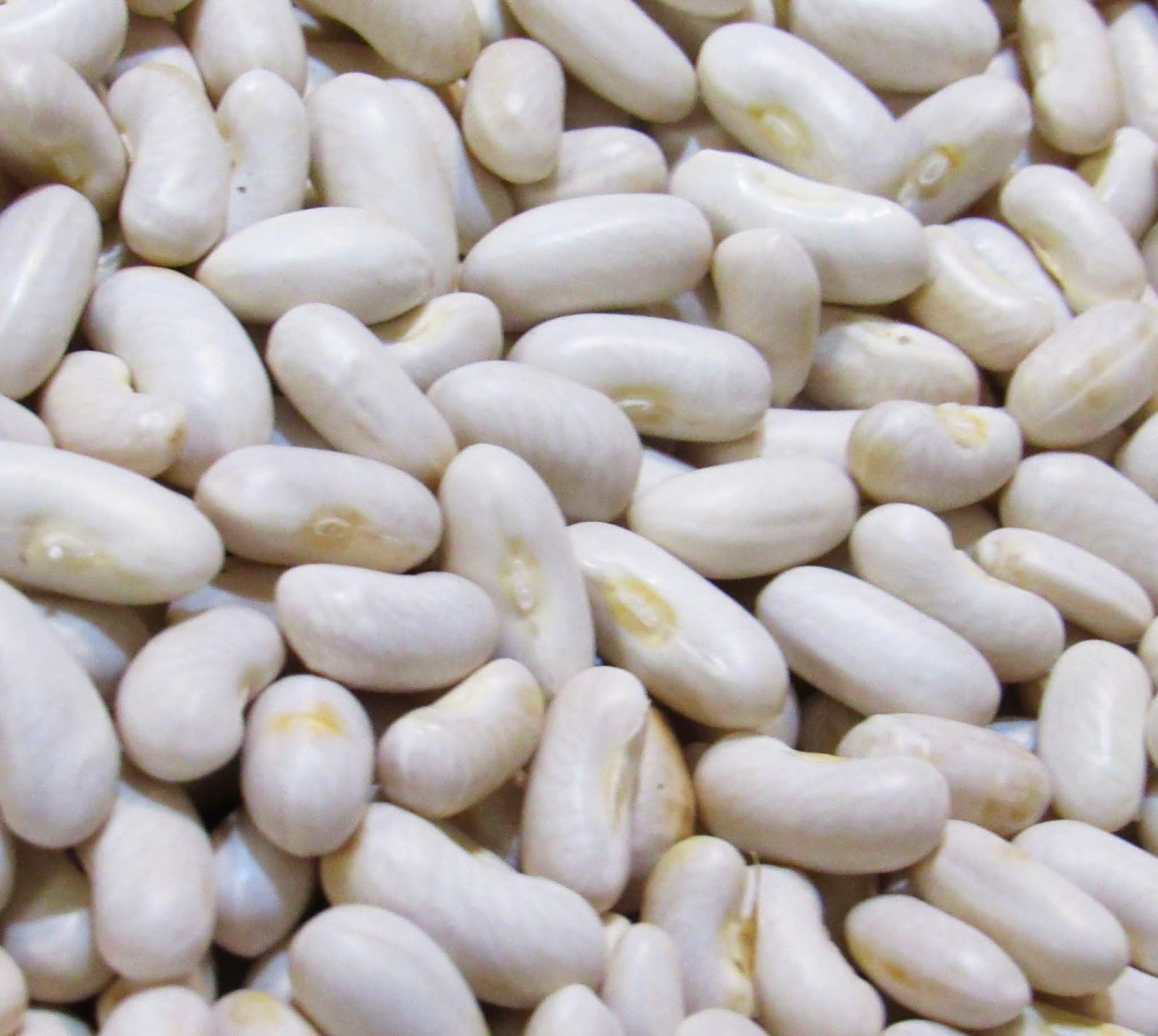 Gardener's Watch Dried Green Beans