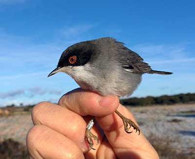 Curruca cabecinegra (Sylvia melanocephala)