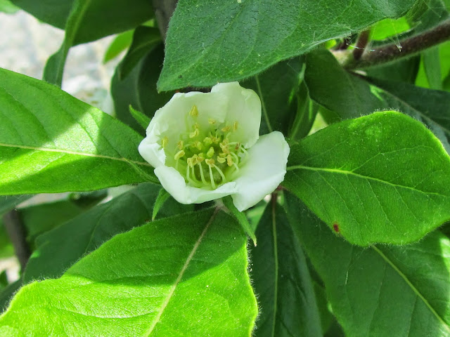 Fiore Nespolo di Germania