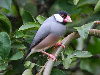Habitat Burung Gelatik Yang Merupakan Burung Endemik Jawa Dan Bali