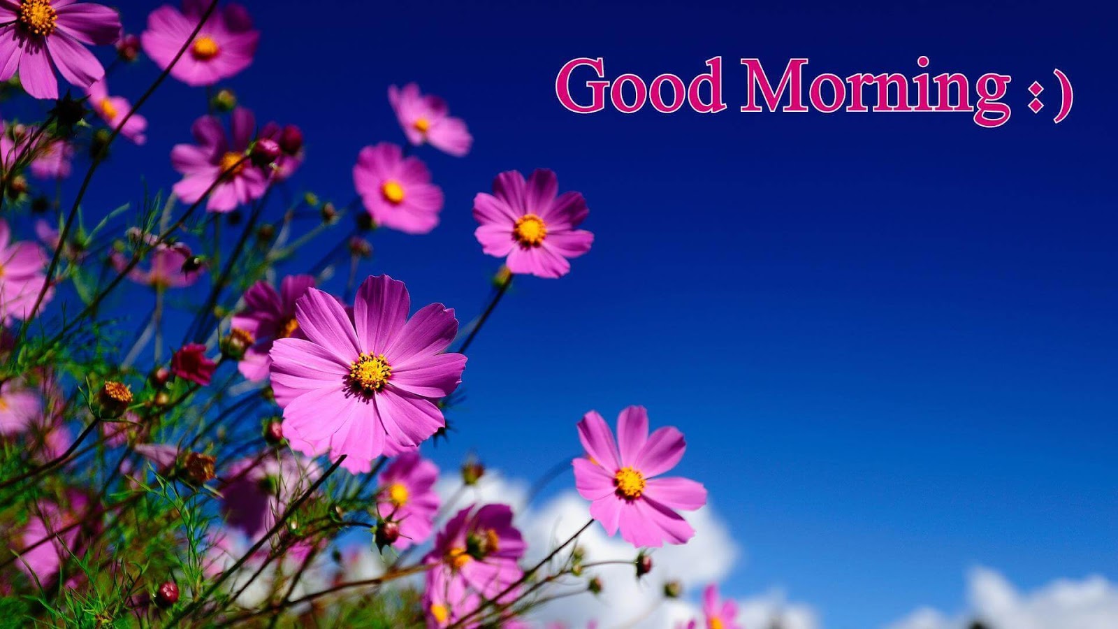 good morning images with flowers hd wallpapers download