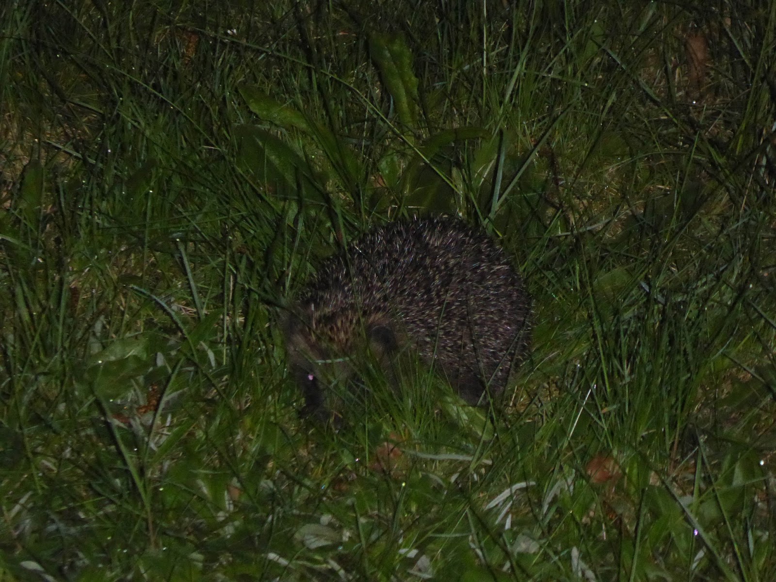 Wild and Wonderful Hedgehogs in the Garden