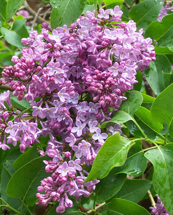Three Dogs In A Garden Lilacs Planting Care And Pruning