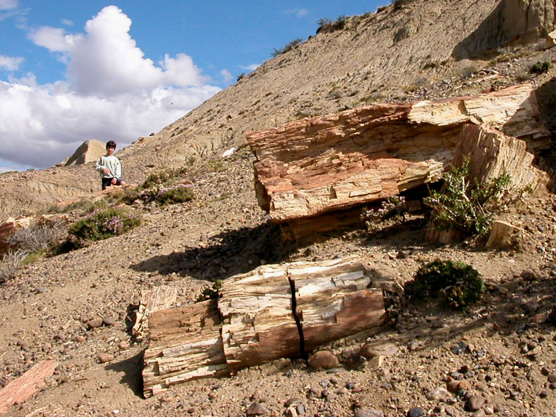 Nuevos Restos del Bosque Petrificado de Charles Darwin